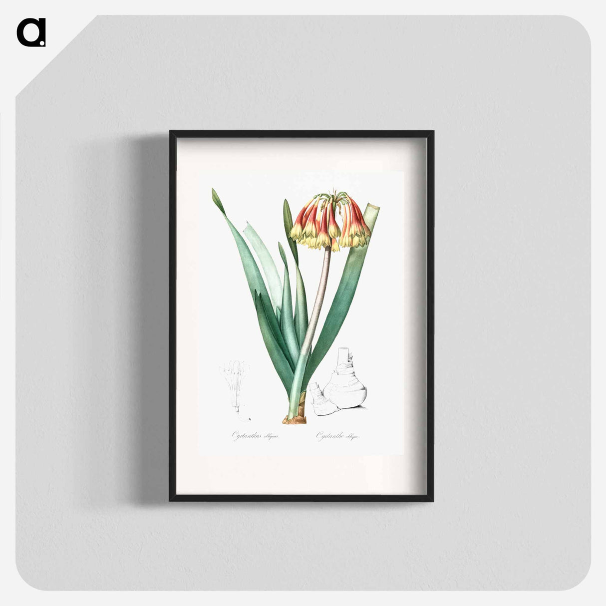 Knysna lily illustration - Pierre Joseph Redouté Poster.