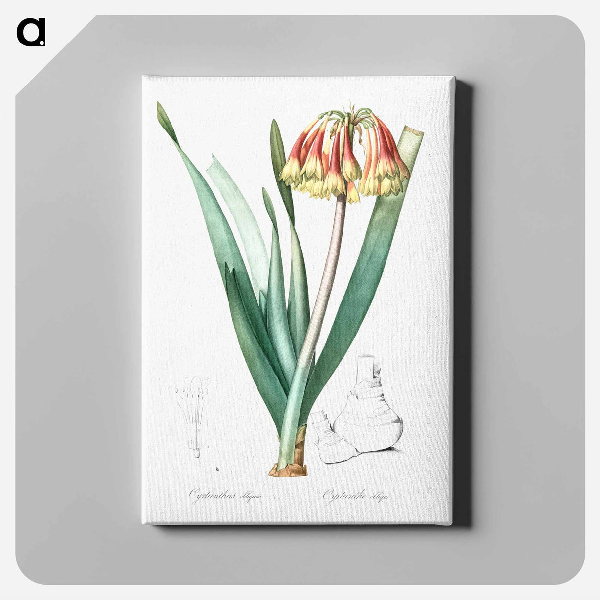 Knysna lily illustration - Pierre Joseph Redouté Canvas.