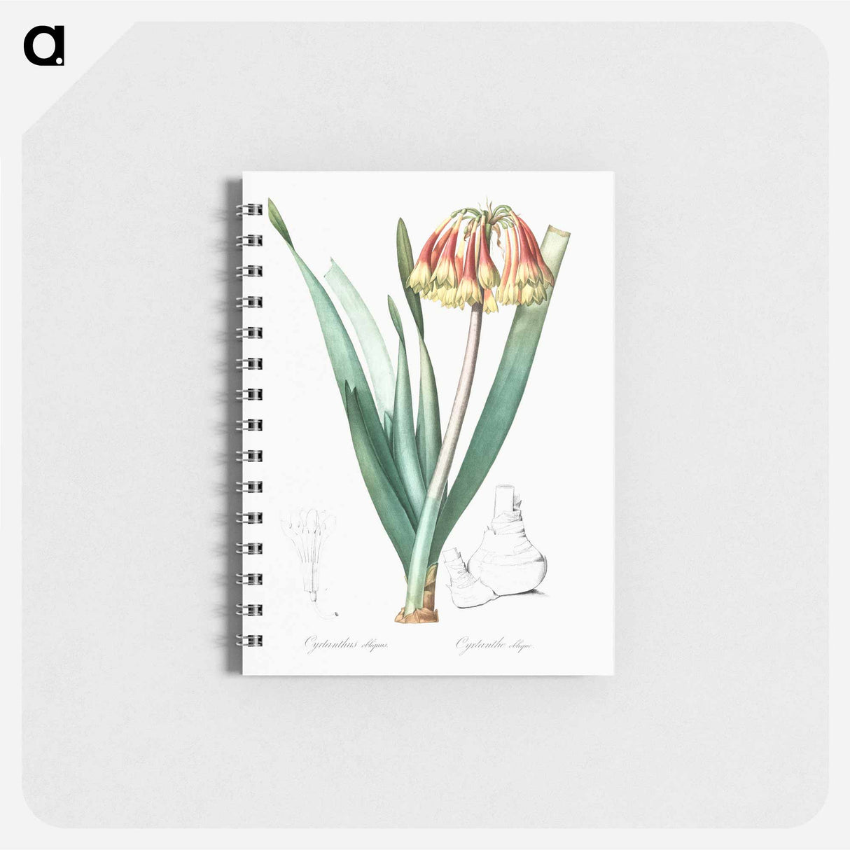 Knysna lily illustration - ピエール ジョゼフ ルドゥーテ Memo.