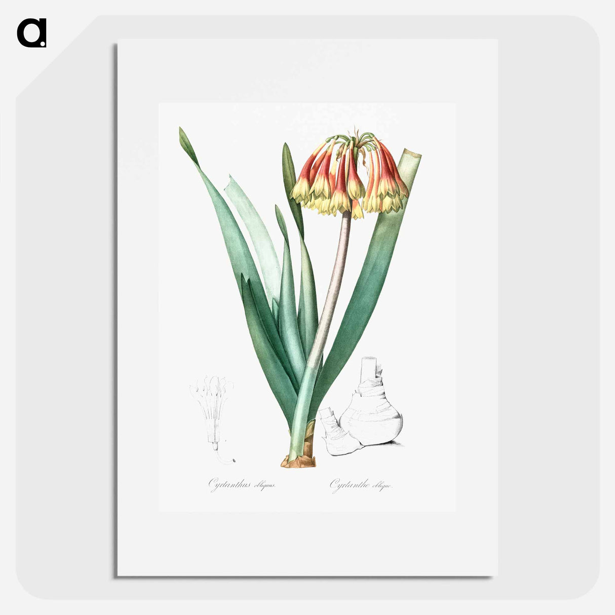 Knysna lily illustration - Pierre Joseph Redouté Poster.