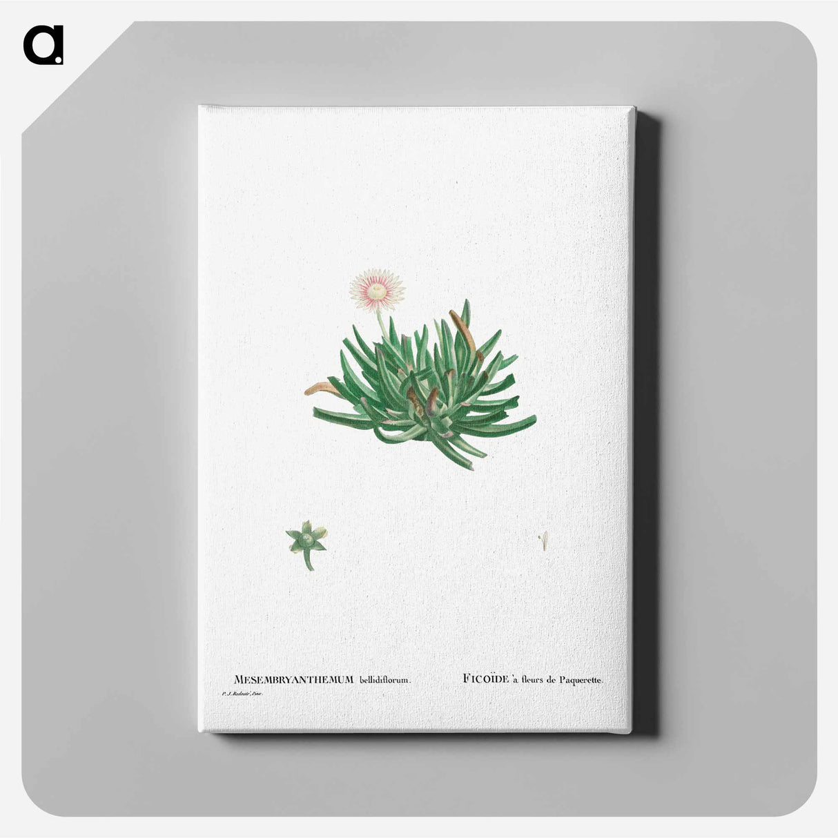 Mesembryanthemum Bellidiflorum (Acrodon Bellidiflorus) - ピエール ジョゼフ ルドゥーテ Canvas.