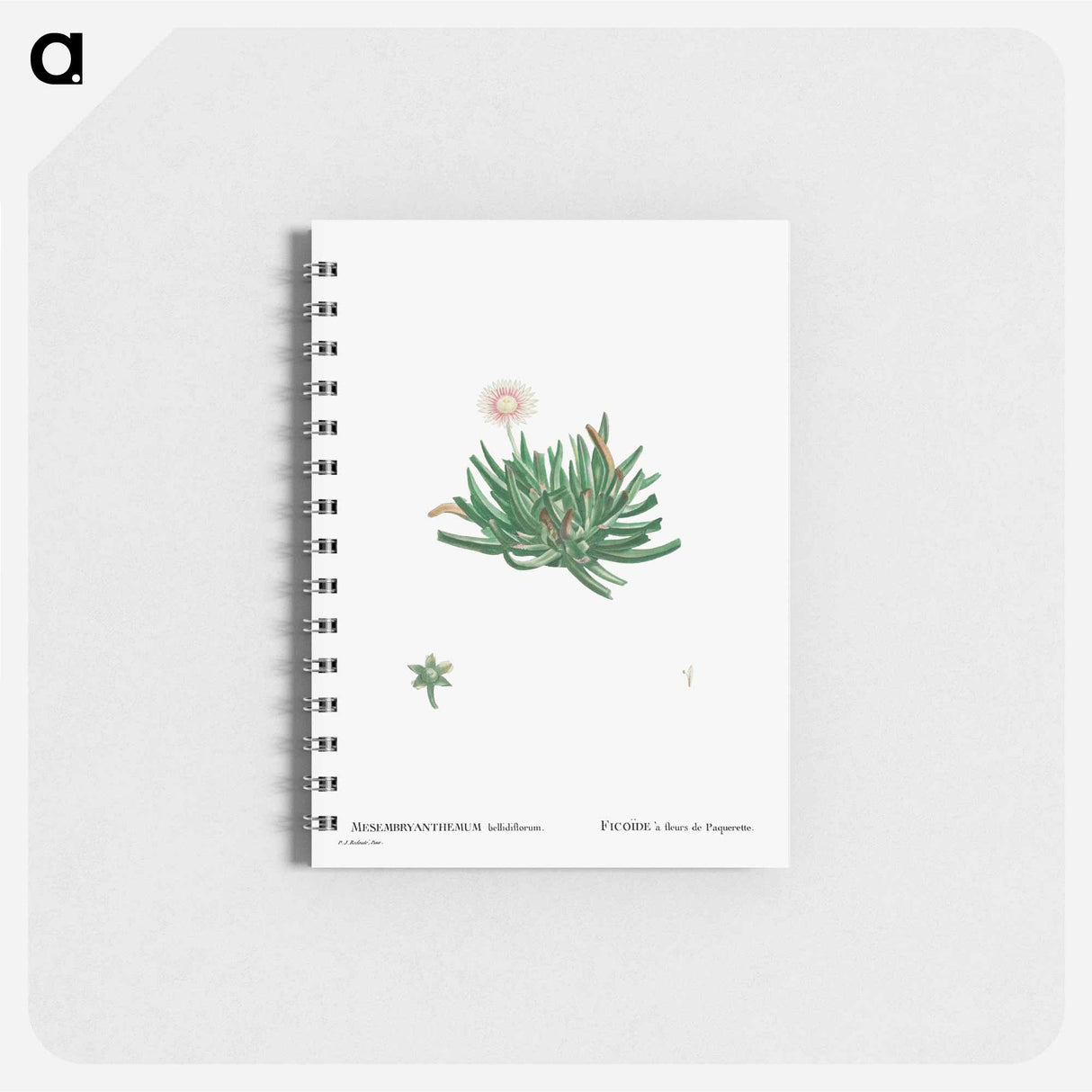 Mesembryanthemum Bellidiflorum (Acrodon Bellidiflorus) - ピエール ジョゼフ ルドゥーテ Memo.