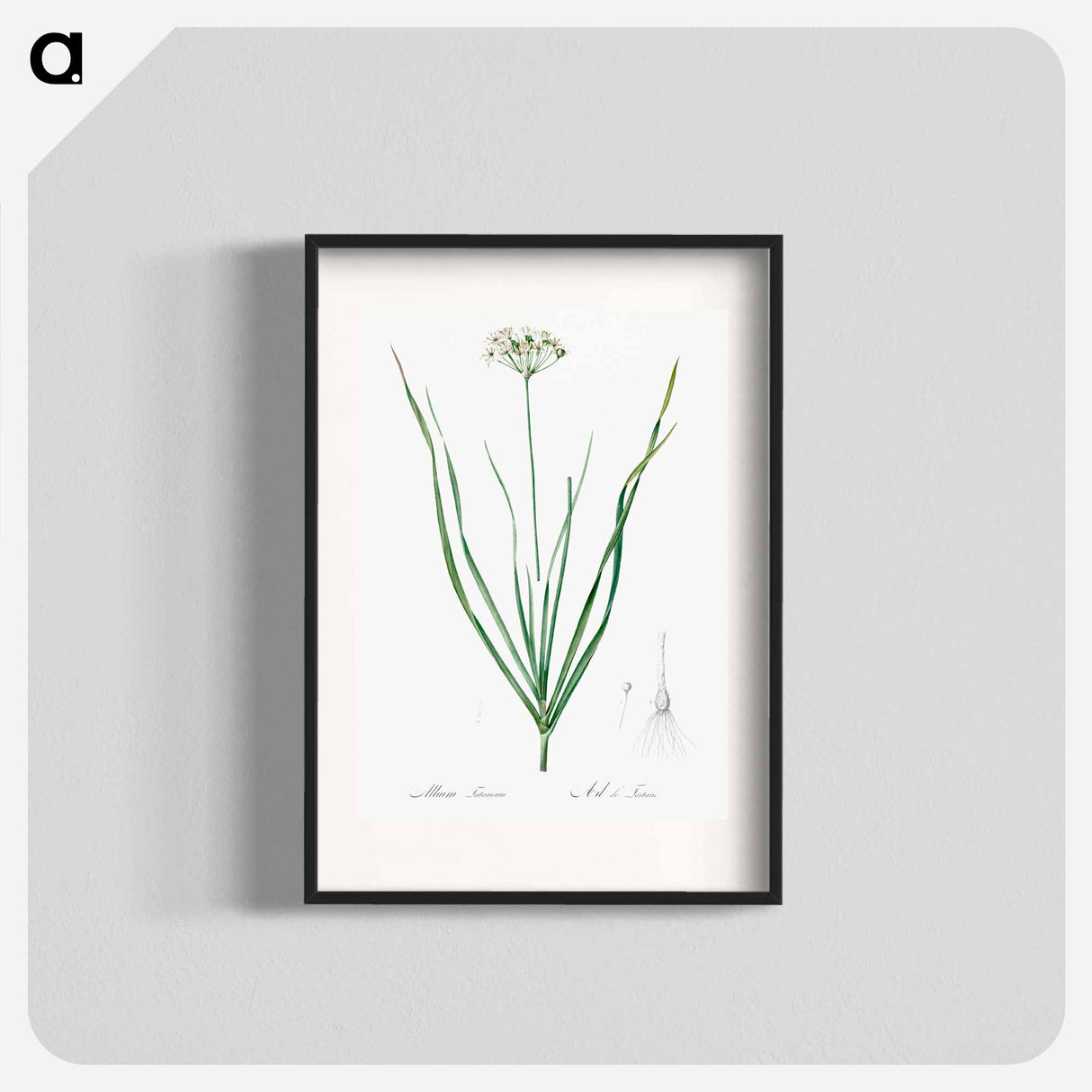 Allium tartaricum illustration - Pierre Joseph Redouté Poster.