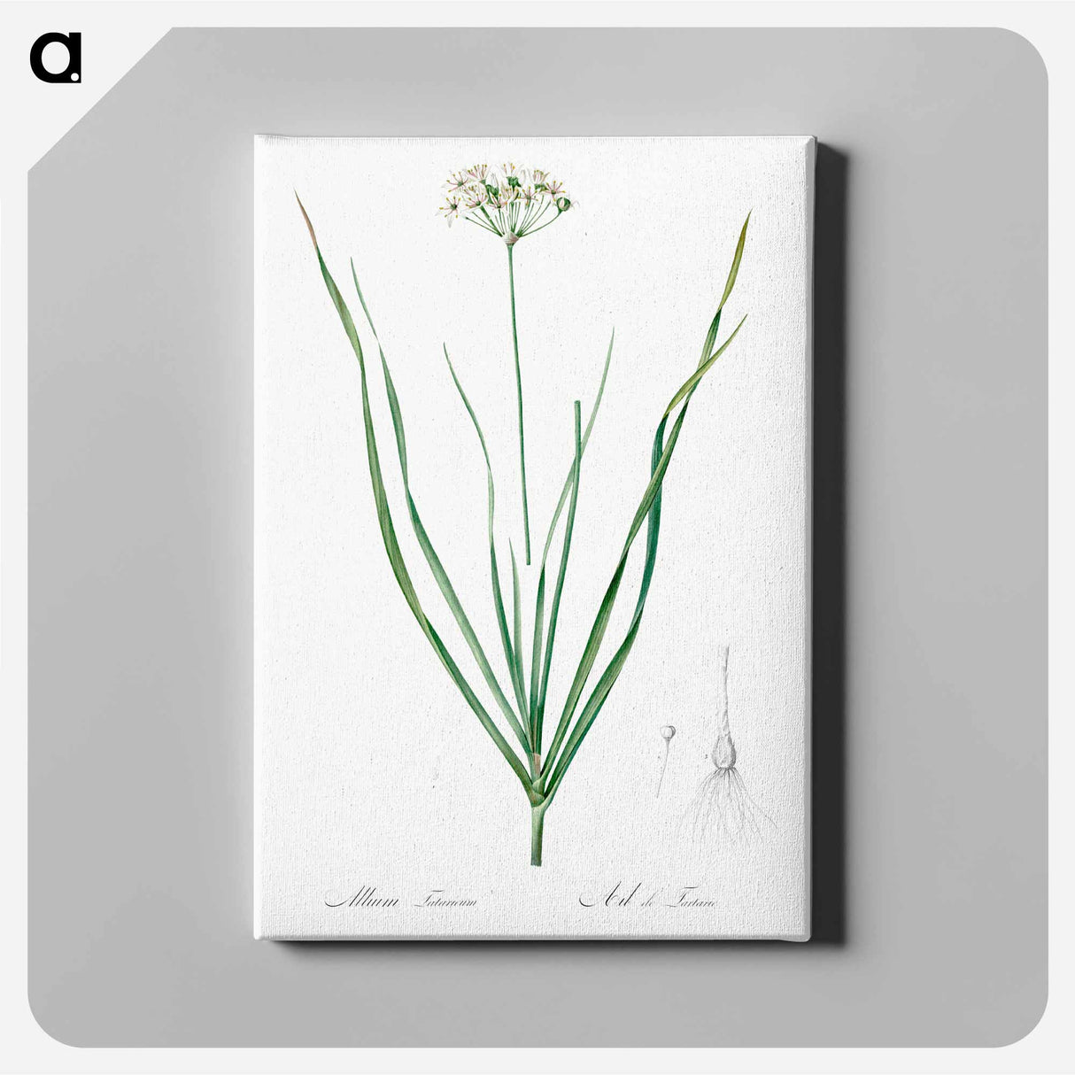 Allium tartaricum illustration - Pierre Joseph Redouté Canvas.