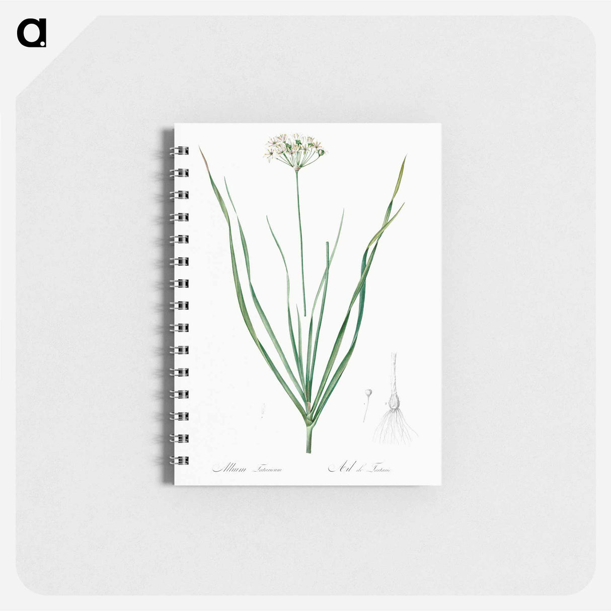 Allium tartaricum illustration - ピエール ジョゼフ ルドゥーテ Memo.