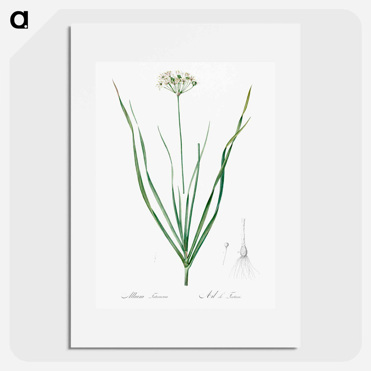 Allium tartaricum illustration - Pierre Joseph Redouté Poster.