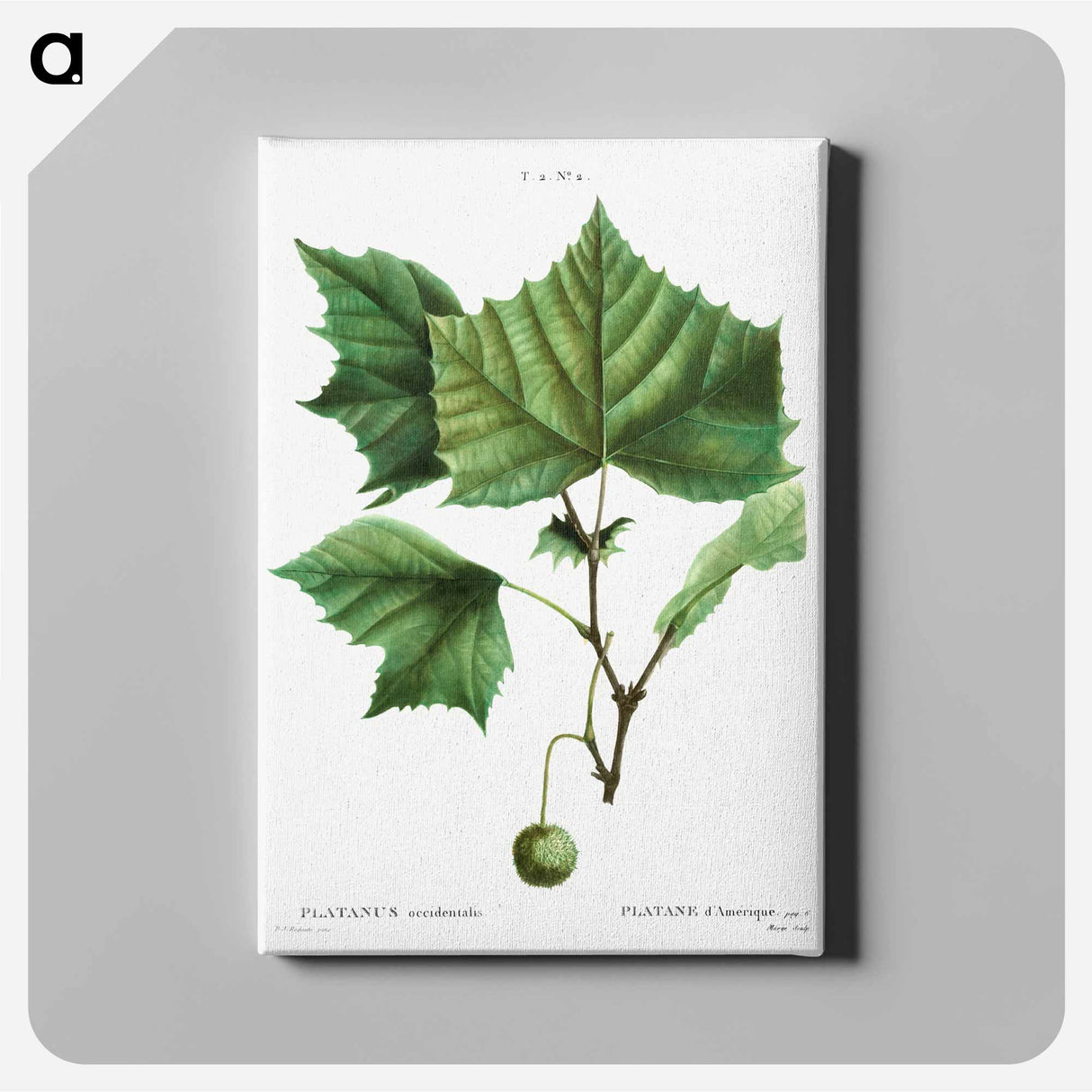 アートパネル-American sycamore - ピエール ジョゼフ ルドゥーテ Canvas.
