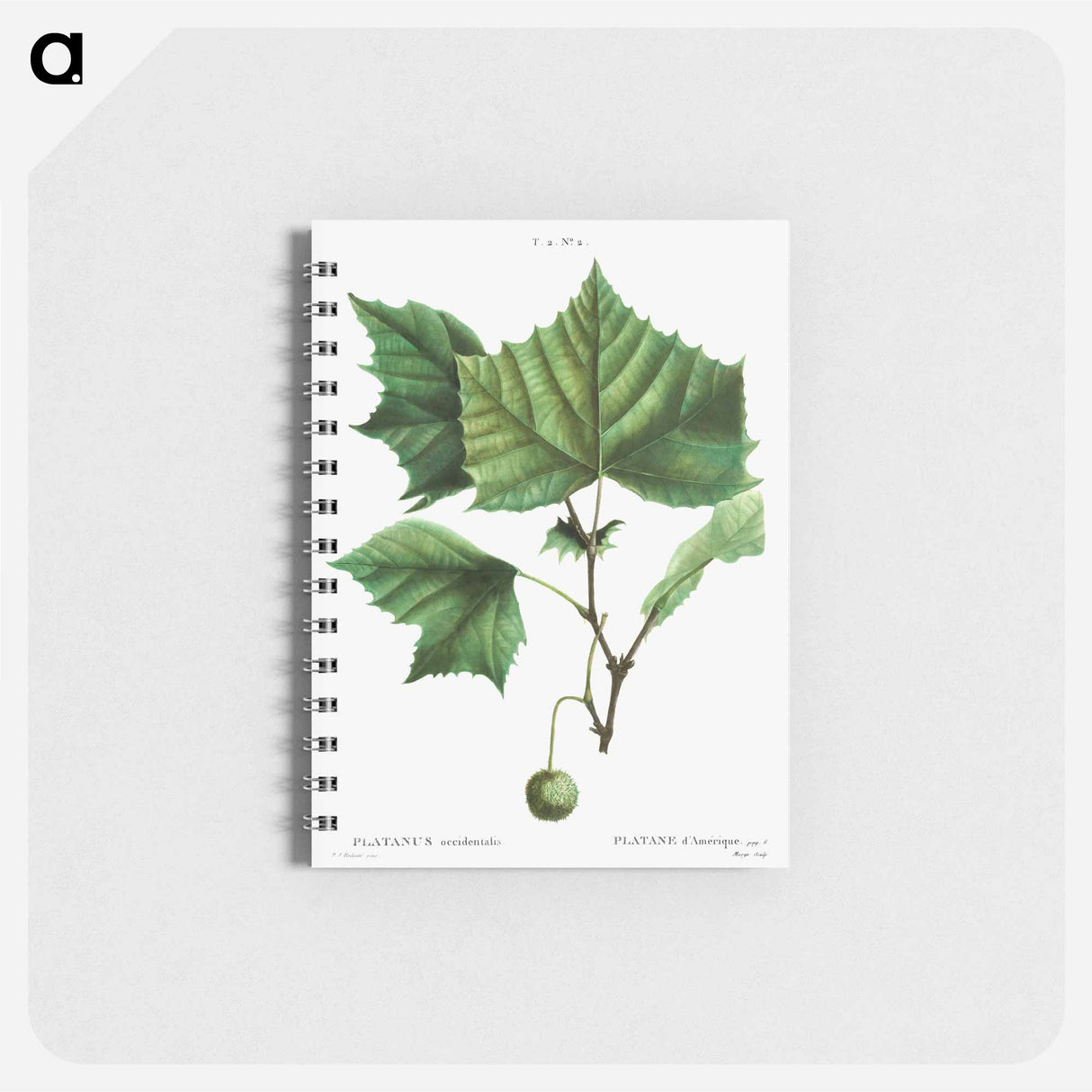 アートメモ帳-American sycamore - ピエール ジョゼフ ルドゥーテ Memo.