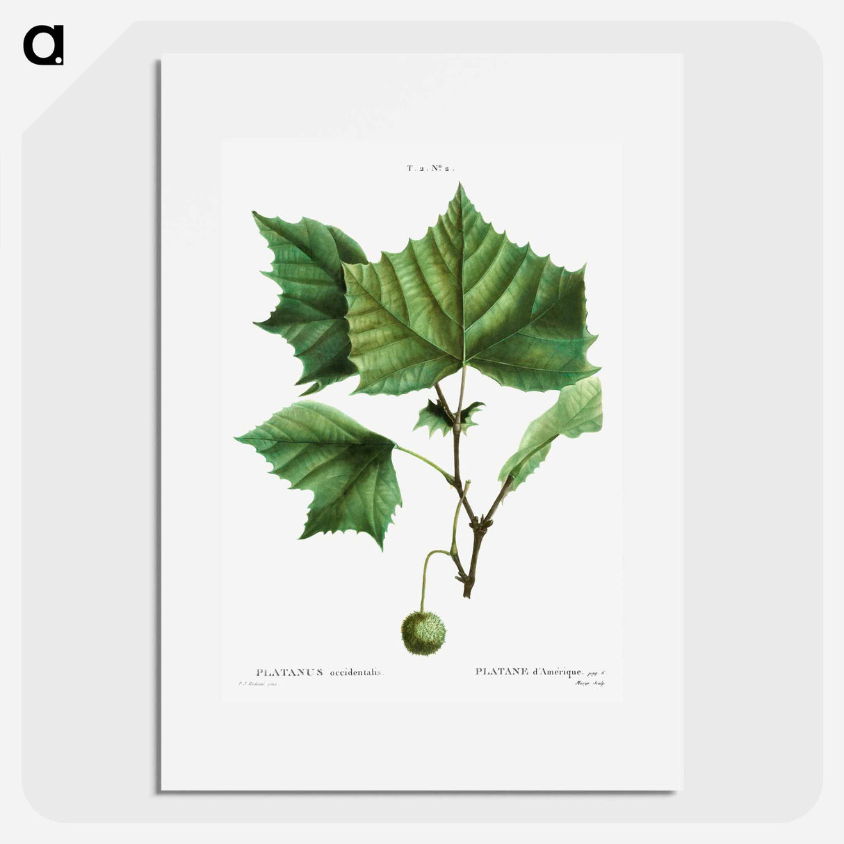 American sycamore - Pierre Joseph Redouté Poster.