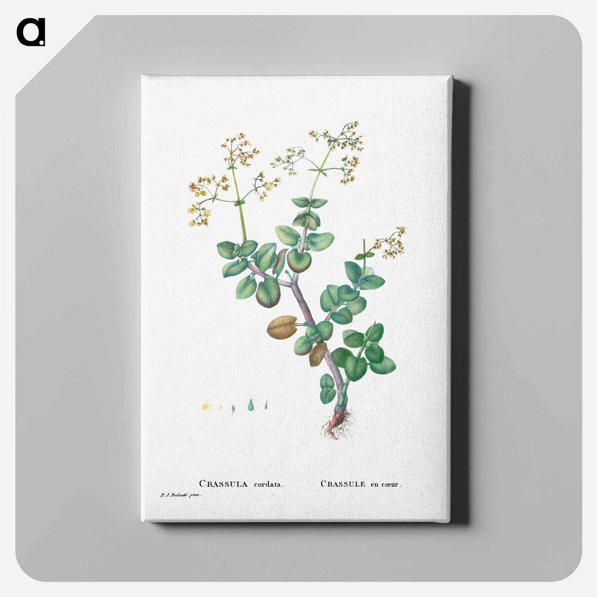 Crassula Cordata (Heart–Leaved Crassula) - ピエール ジョゼフ ルドゥーテ Canvas.
