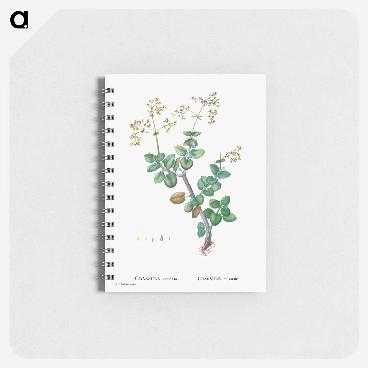アートメモ帳-Crassula Cordata (Heart–Leaved Crassula) - ピエール ジョゼフ ルドゥーテ Memo.
