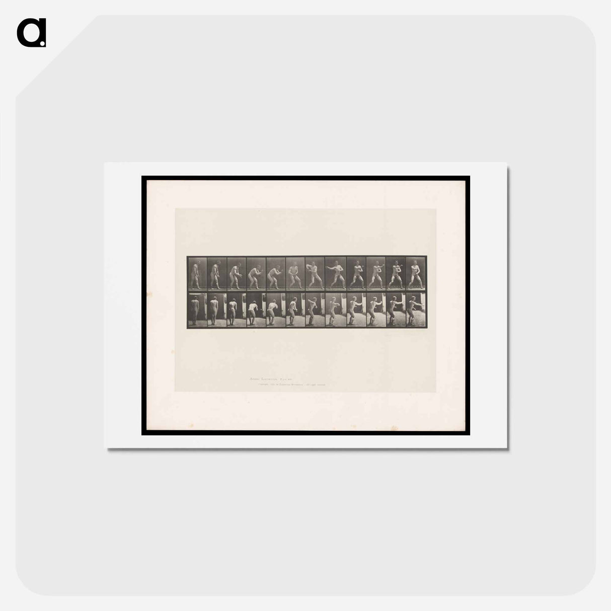アートポストカード-The Throw
- エドワード マイブリッジ Postcard.