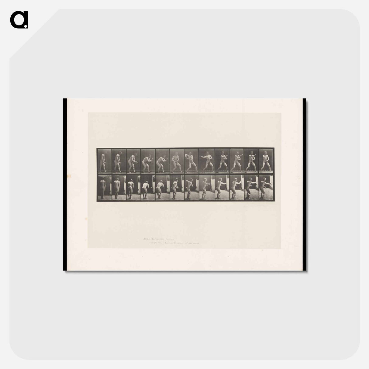 アートポストカード-The Throw
- エドワード マイブリッジ Postcard.