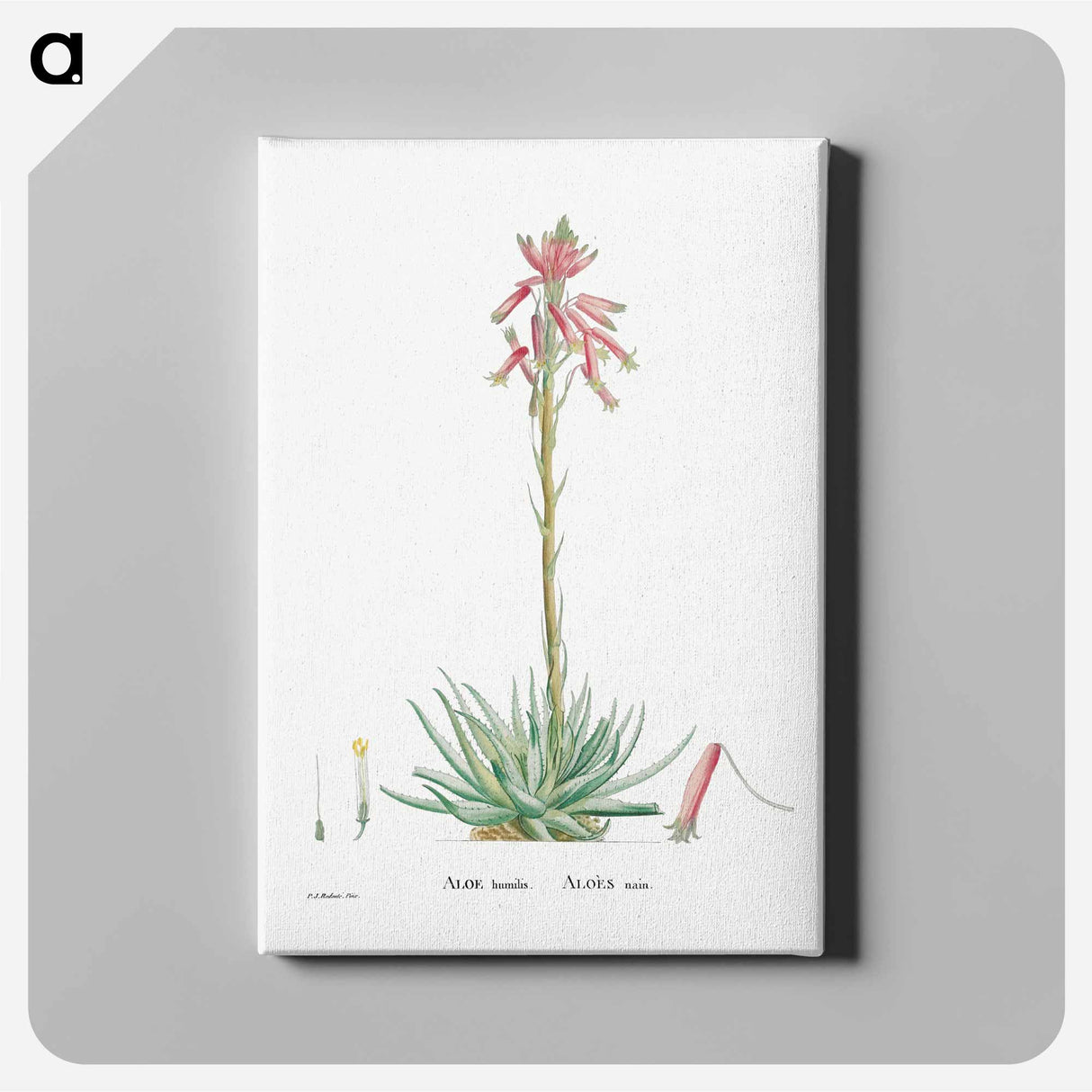 アートパネル-Aloe Humilis (Hedgehog Aloe) - ピエール ジョゼフ ルドゥーテ Canvas.