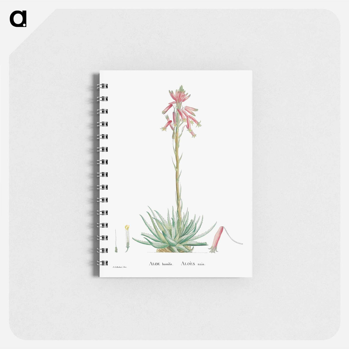アートメモ帳-Aloe Humilis (Hedgehog Aloe) - ピエール ジョゼフ ルドゥーテ Memo.