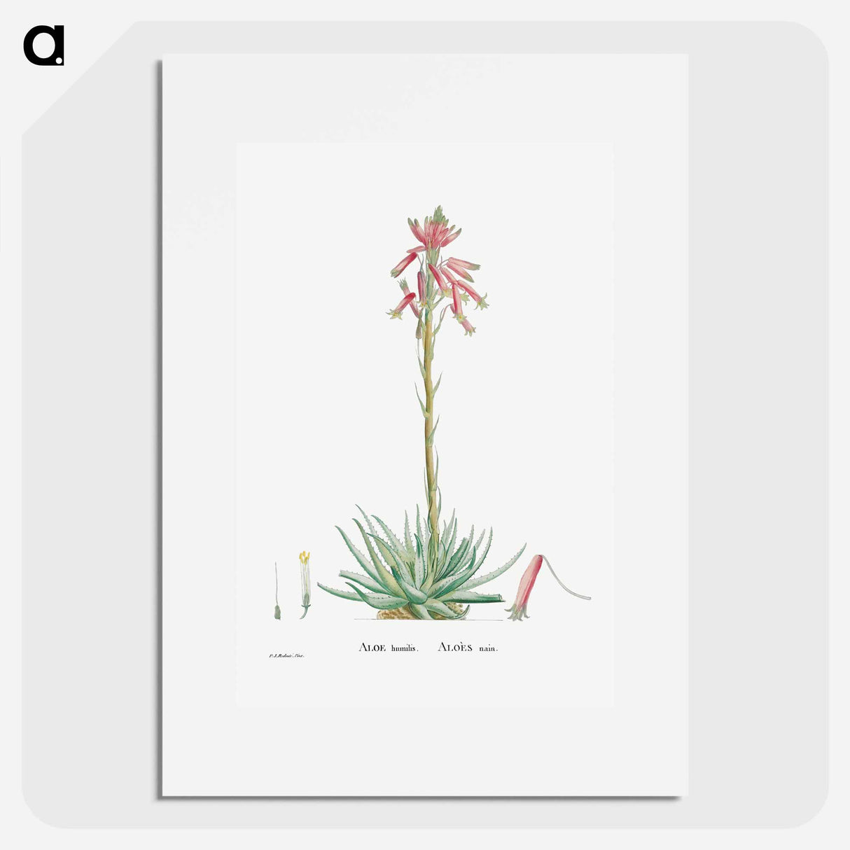 Aloe Humilis (Hedgehog Aloe) - ピエール ジョゼフ ルドゥーテ Poster.