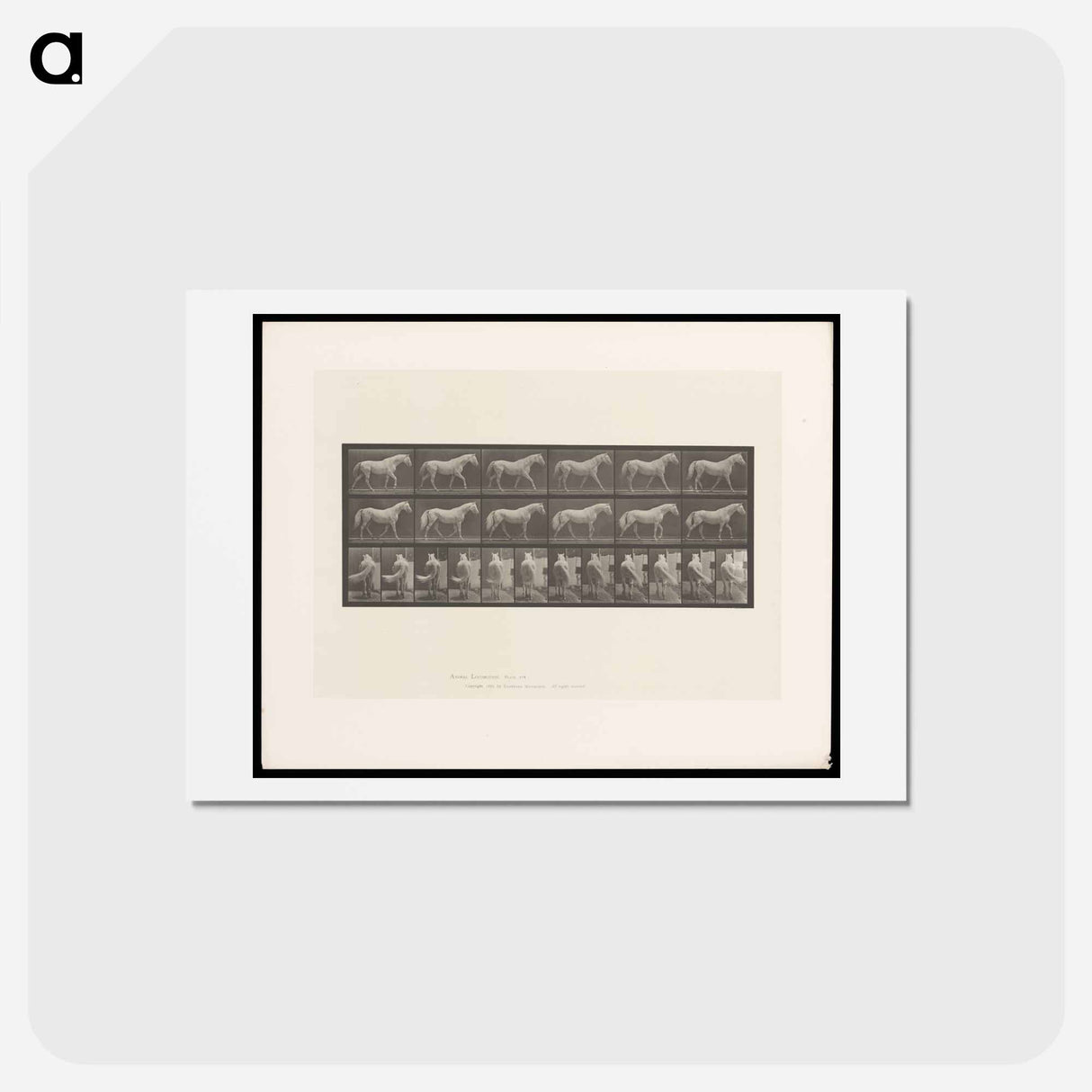 アートポストカード-Walking Horse
- エドワード マイブリッジ Postcard.