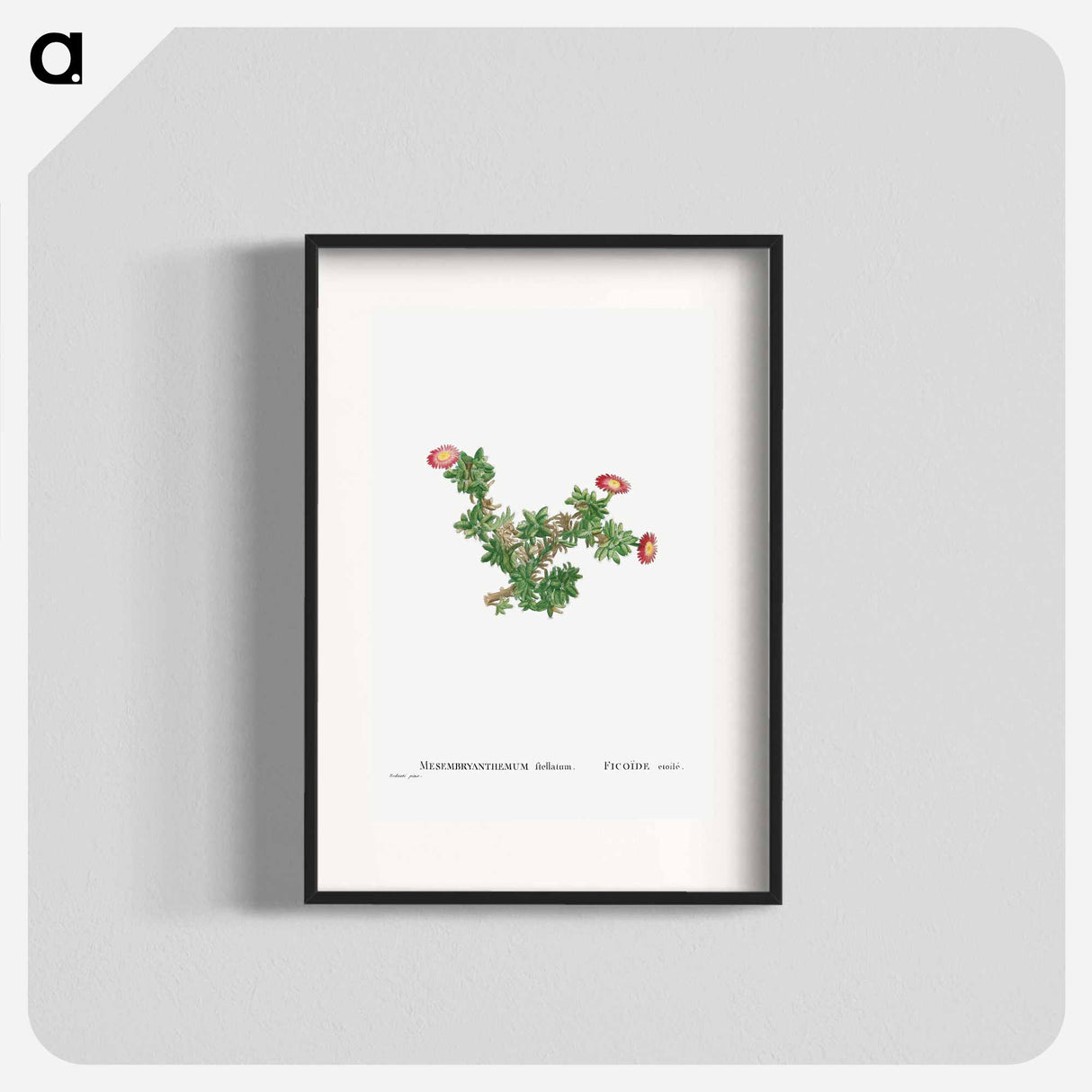 Mesembryanthemum Ftellatum (Ficoide) - Pierre Joseph Redouté Poster.