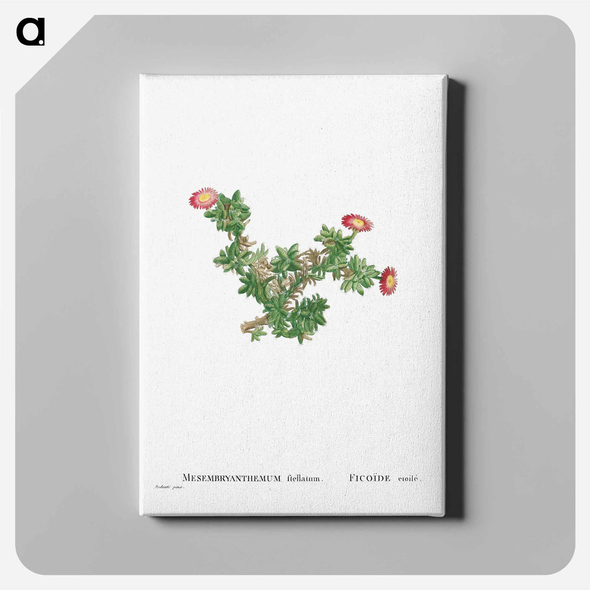 Mesembryanthemum Ftellatum (Ficoide) - Pierre-Joseph Redouté Canvas.