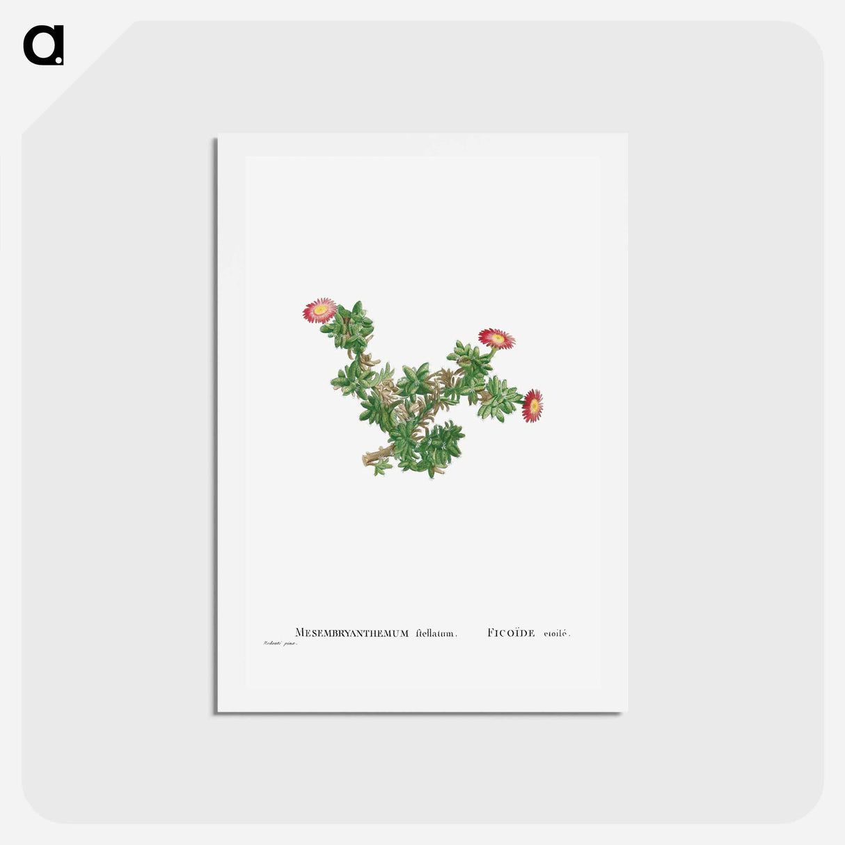 アートポストカード-Mesembryanthemum Ftellatum (Ficoide) - ピエール ジョゼフ ルドゥーテ Postcard.