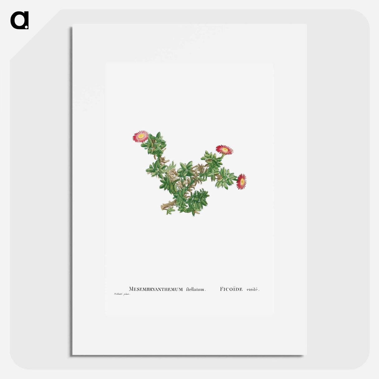 Mesembryanthemum Ftellatum (Ficoide) - Pierre Joseph Redouté Poster.