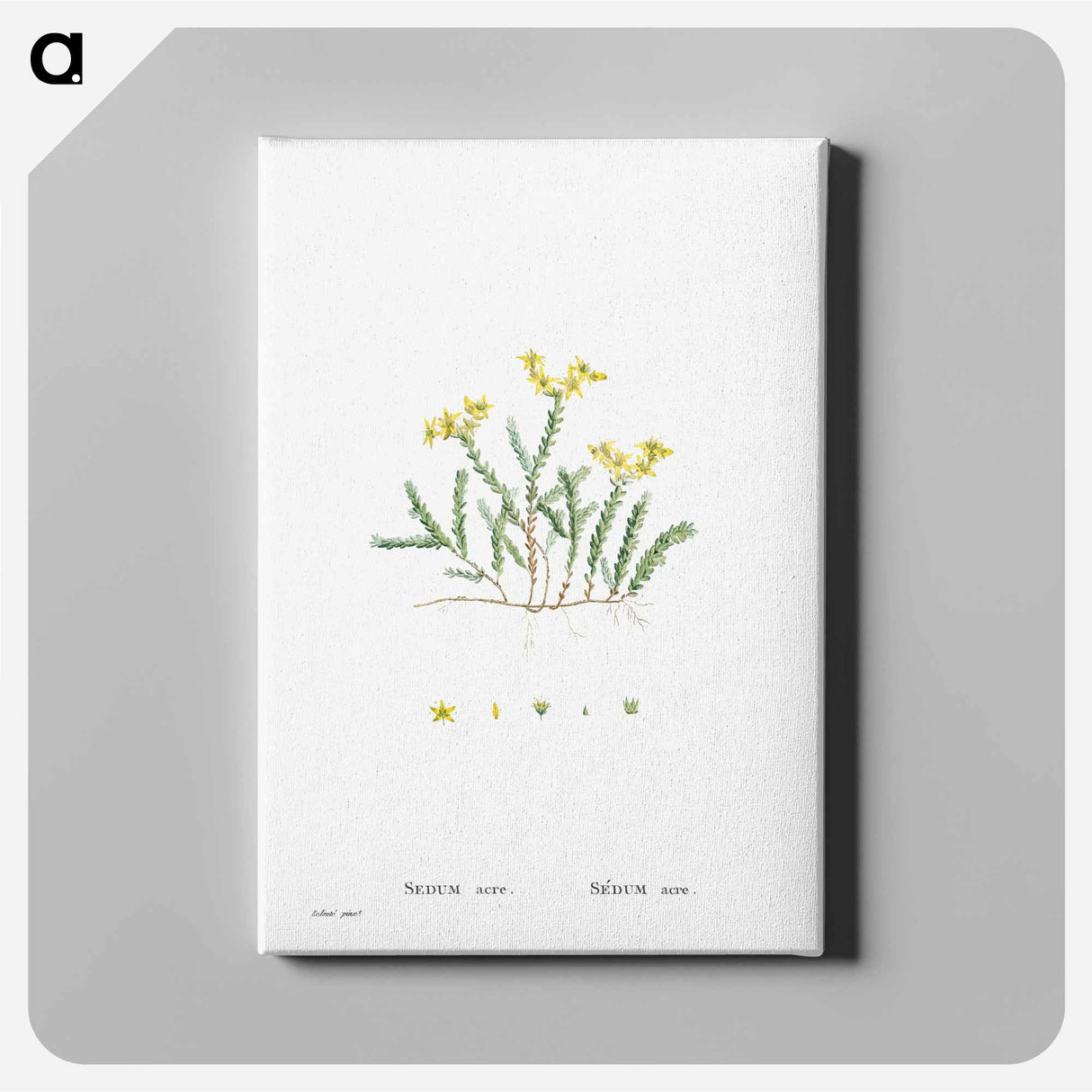 Sedum Acre (Goldmoss Stonecrop) - ピエール ジョゼフ ルドゥーテ Canvas.