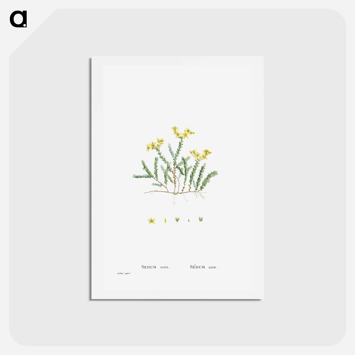 アートポストカード-Sedum Acre (Goldmoss Stonecrop) - ピエール ジョゼフ ルドゥーテ Postcard.