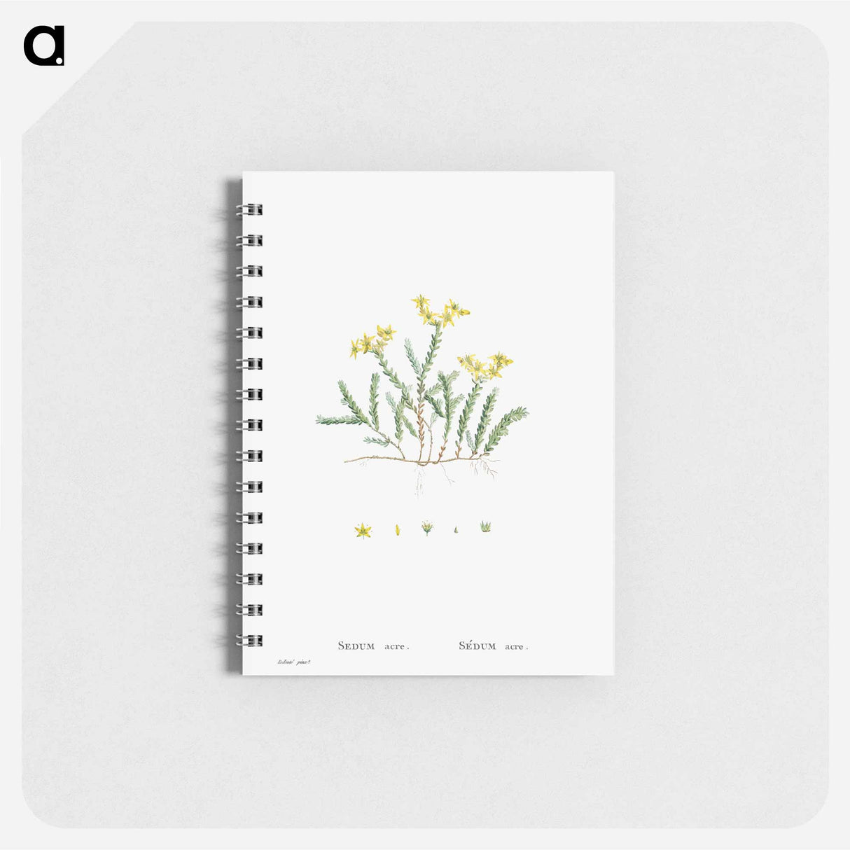 Sedum Acre (Goldmoss Stonecrop) - ピエール ジョゼフ ルドゥーテ Memo.