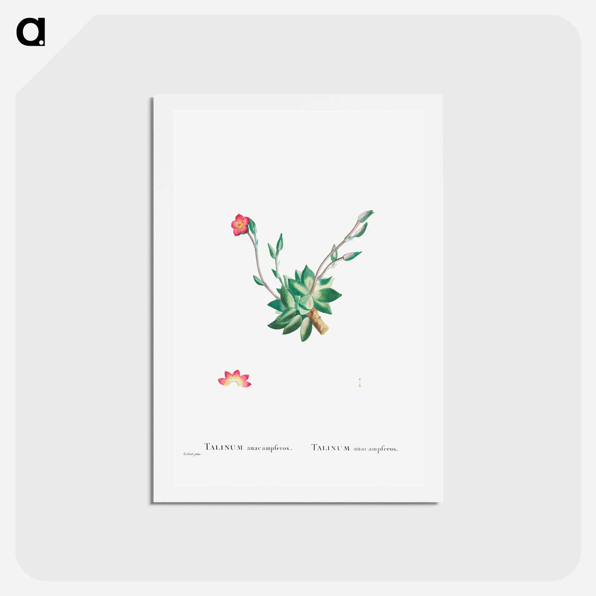 アートポストカード-Talinum Anacampseros - ピエール ジョゼフ ルドゥーテ Postcard.