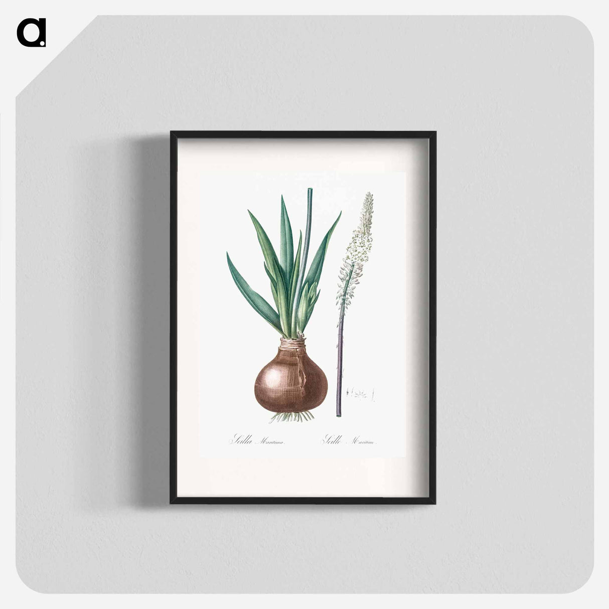 Drimia - Pierre Joseph Redouté Poster.