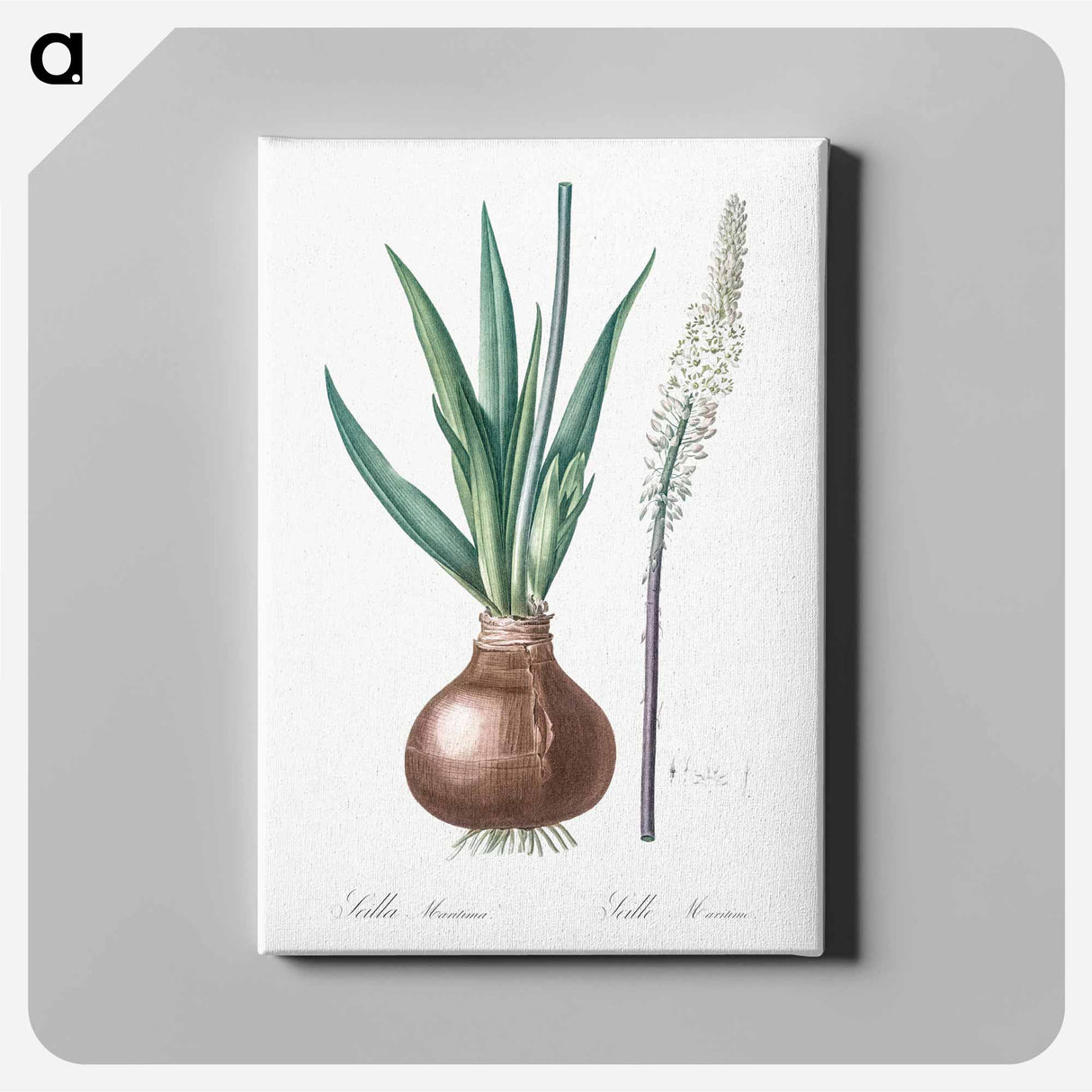 Drimia - ピエール ジョゼフ ルドゥーテ Canvas.