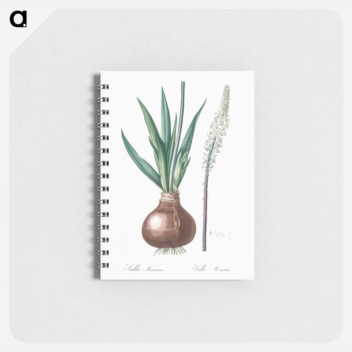 Drimia - ピエール ジョゼフ ルドゥーテ Memo.