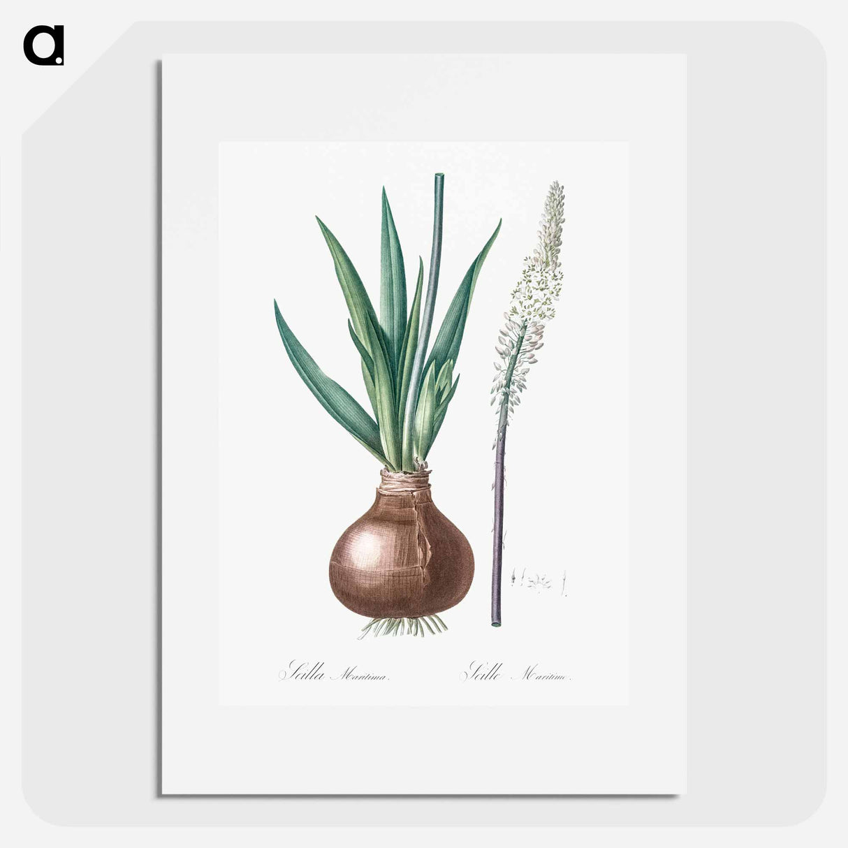 Drimia - Pierre Joseph Redouté Poster.