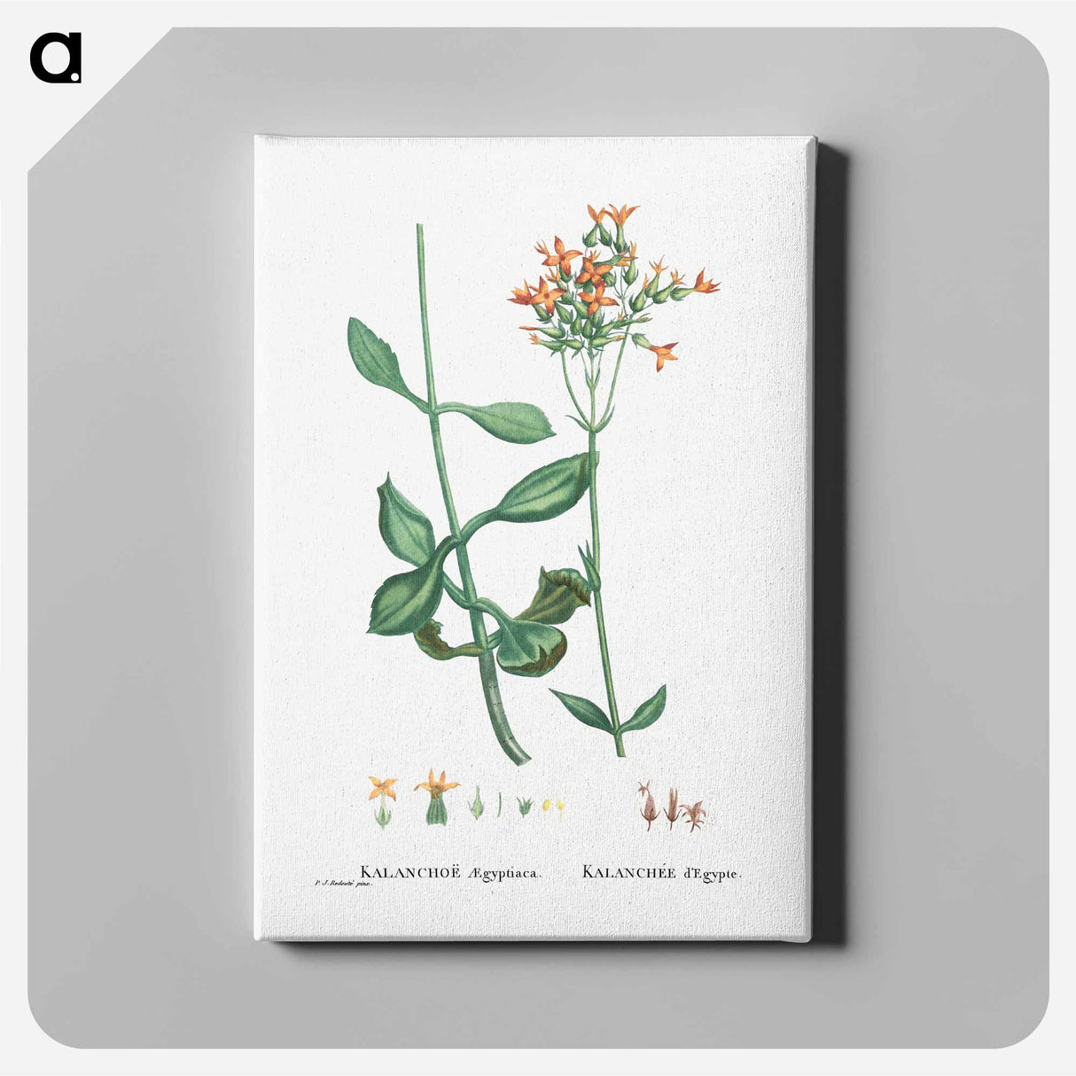 Kalanchoe Aegyptiaca (Kalanchoe) - ピエール ジョゼフ ルドゥーテ Canvas.