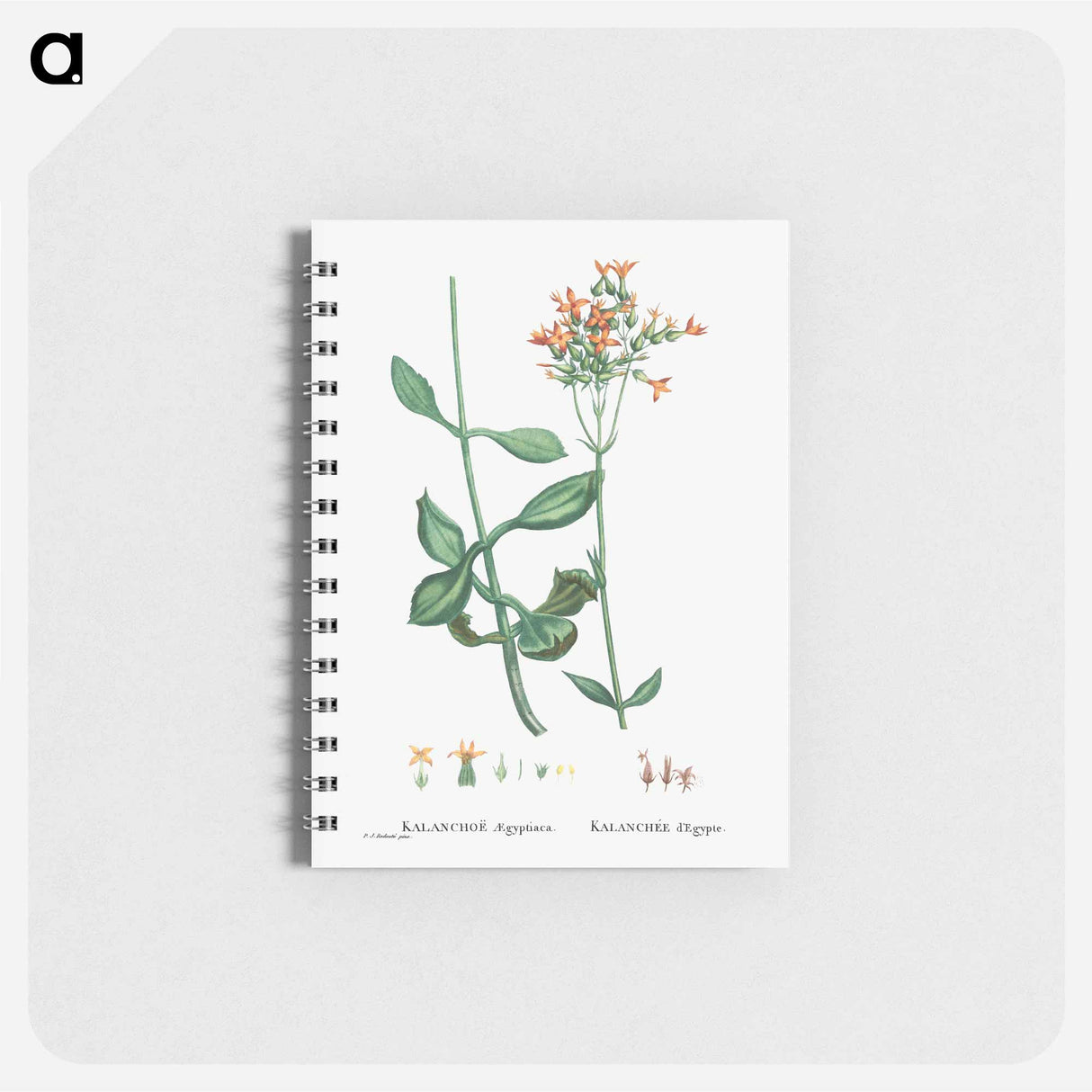 Kalanchoe Aegyptiaca (Kalanchoe) - ピエール ジョゼフ ルドゥーテ Memo.