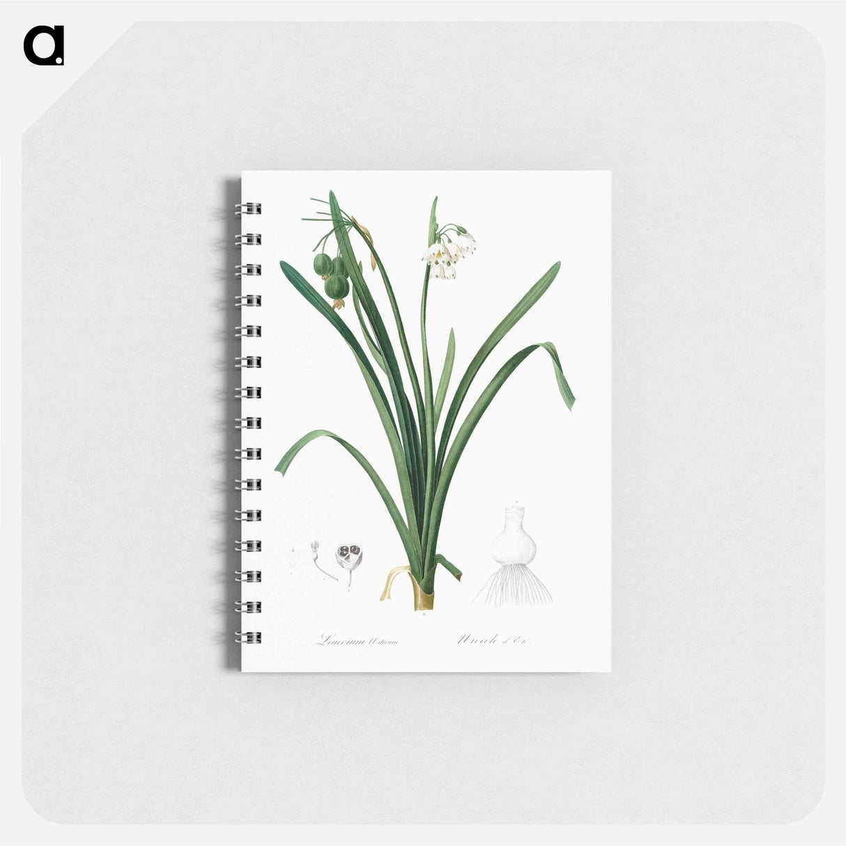 Summer snowflake illustration - ピエール ジョゼフ ルドゥーテ Memo.