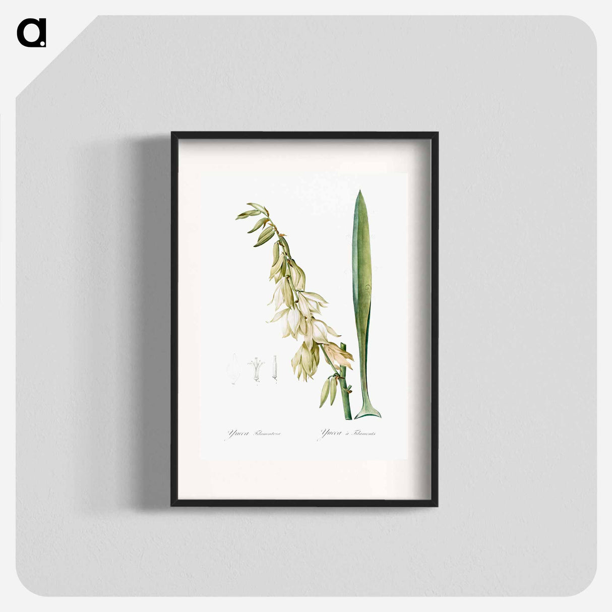 Adam's needle - Pierre Joseph Redouté Poster.