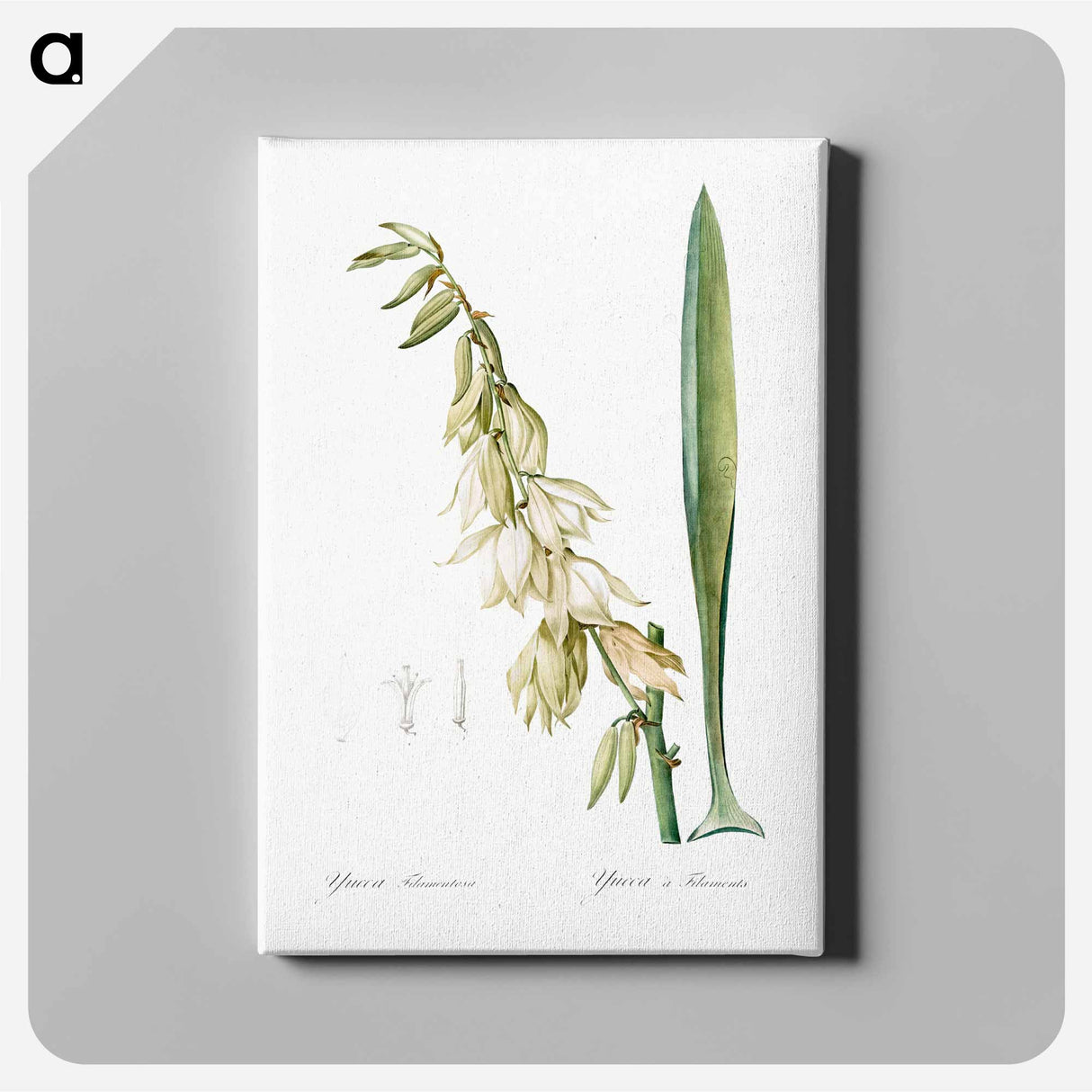 Adam's needle - Pierre Joseph Redouté Canvas.