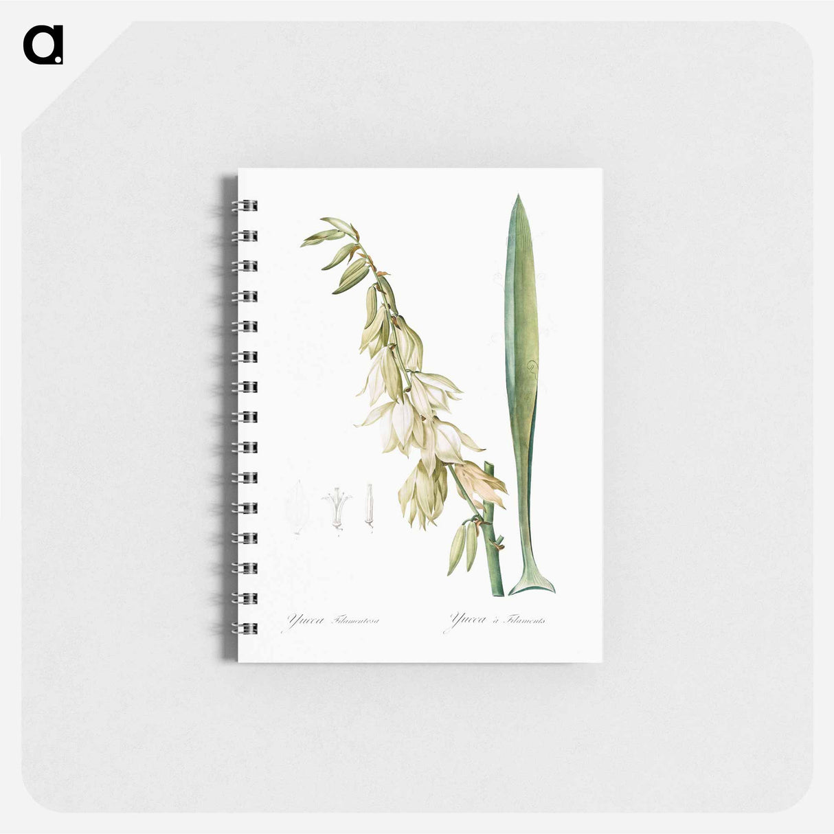 Adam's needle - ピエール ジョゼフ ルドゥーテ Memo.