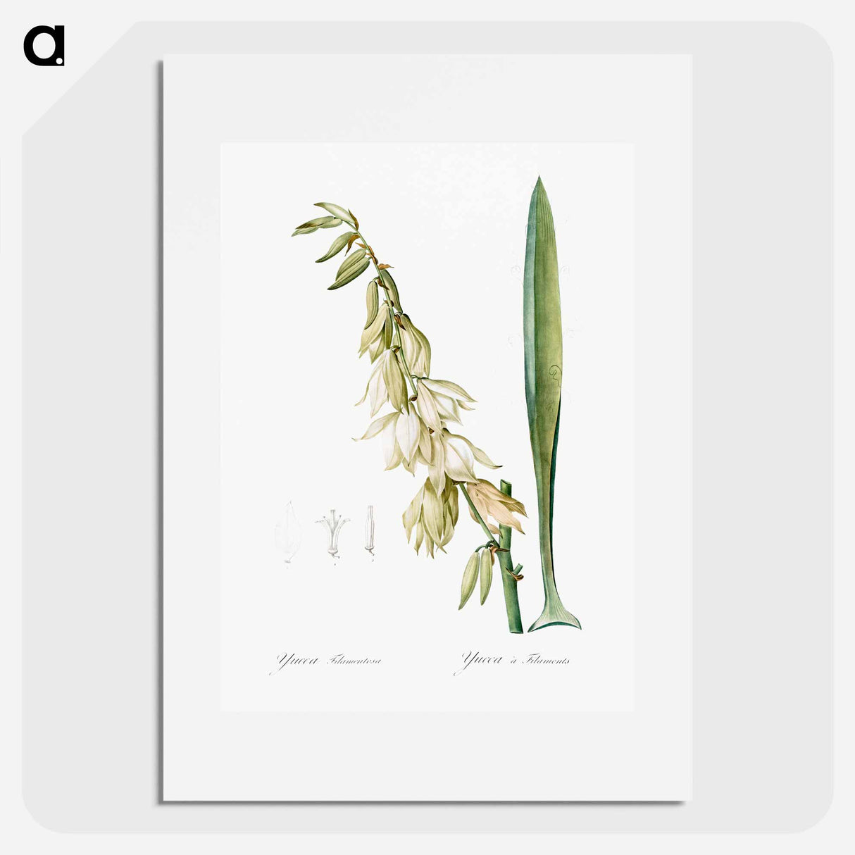 Adam's needle - Pierre Joseph Redouté Poster.