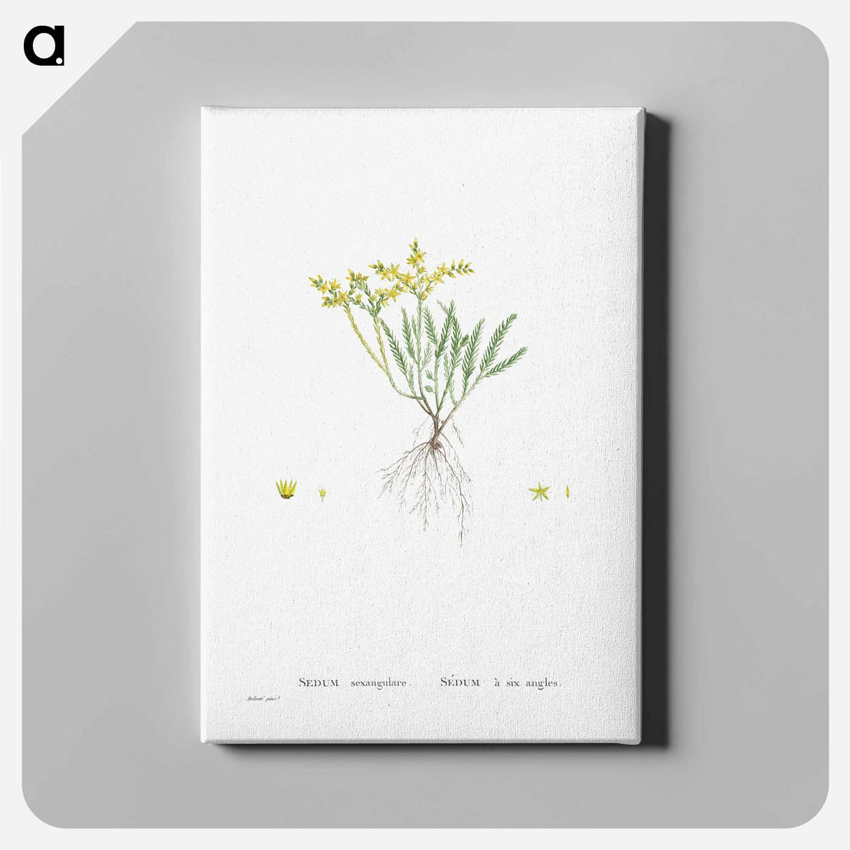 Sedum Sexangulare (Tasteless Stonecrop) - ピエール ジョゼフ ルドゥーテ Canvas.