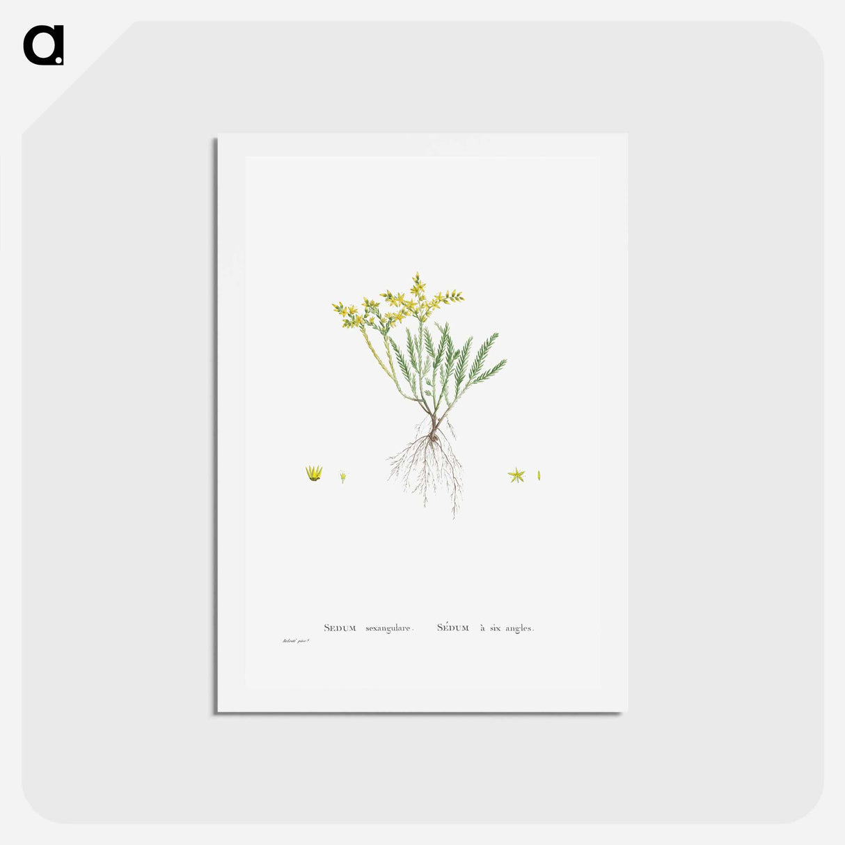 アートポストカード-Sedum Sexangulare (Tasteless Stonecrop) - ピエール ジョゼフ ルドゥーテ Postcard.