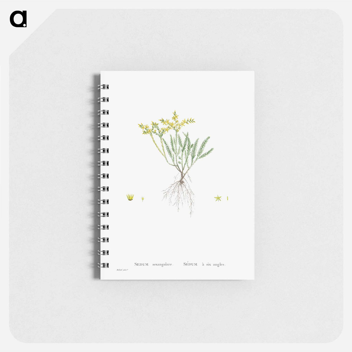 Sedum Sexangulare (Tasteless Stonecrop) - ピエール ジョゼフ ルドゥーテ Memo.