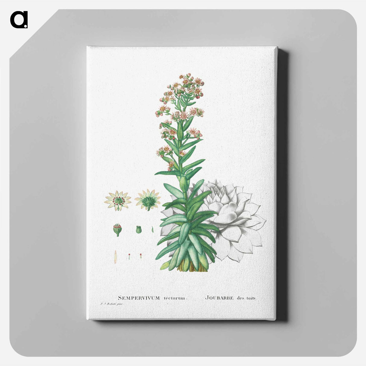 Sempervivum Tectorum (Common Houseleek) - ピエール ジョゼフ ルドゥーテ Canvas.