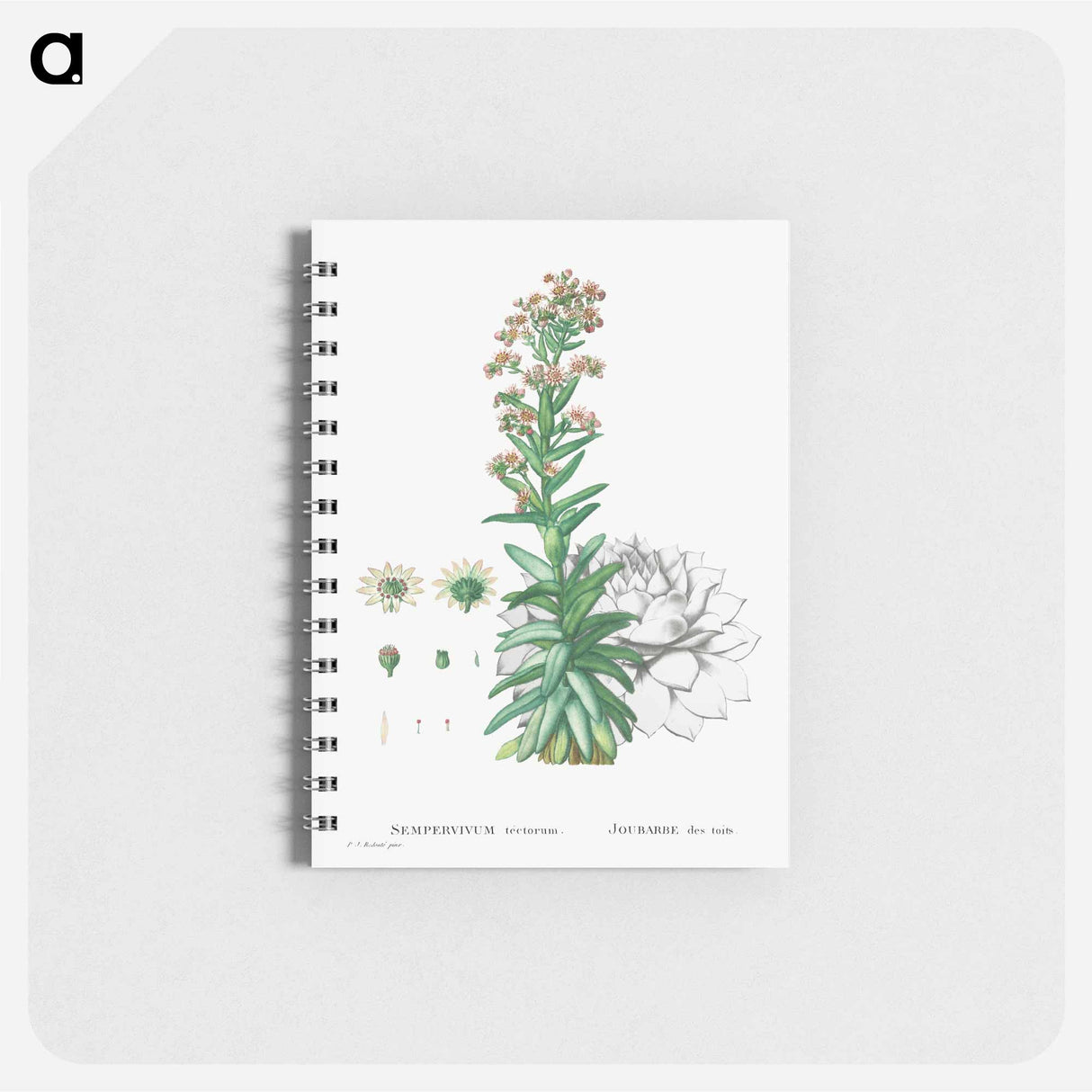 Sempervivum Tectorum (Common Houseleek) - ピエール ジョゼフ ルドゥーテ Memo.