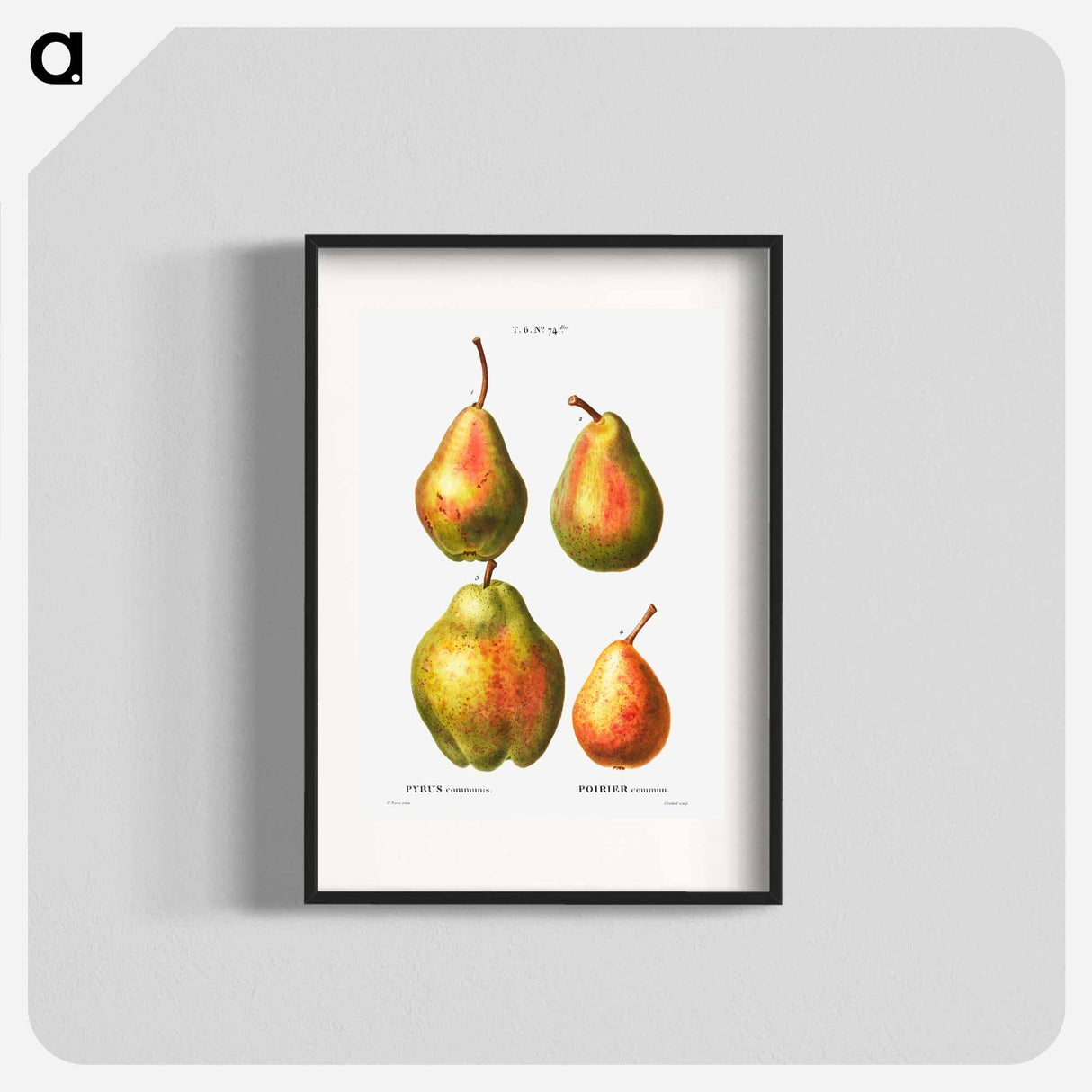 アートポスター-4 more varities of pears - ピエール ジョゼフ ルドゥーテ Poster.