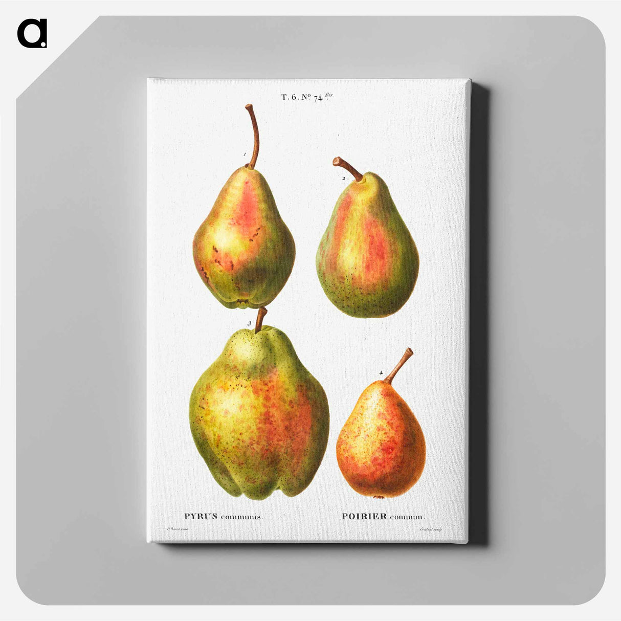 4 more varities of pears - Pierre Joseph Redouté Canvas.