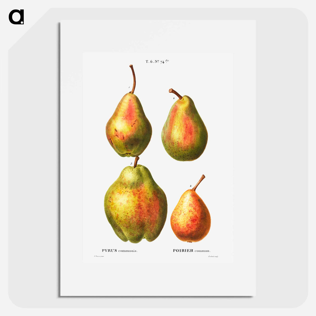 アートポスター-4 more varities of pears - ピエール ジョゼフ ルドゥーテ Poster.