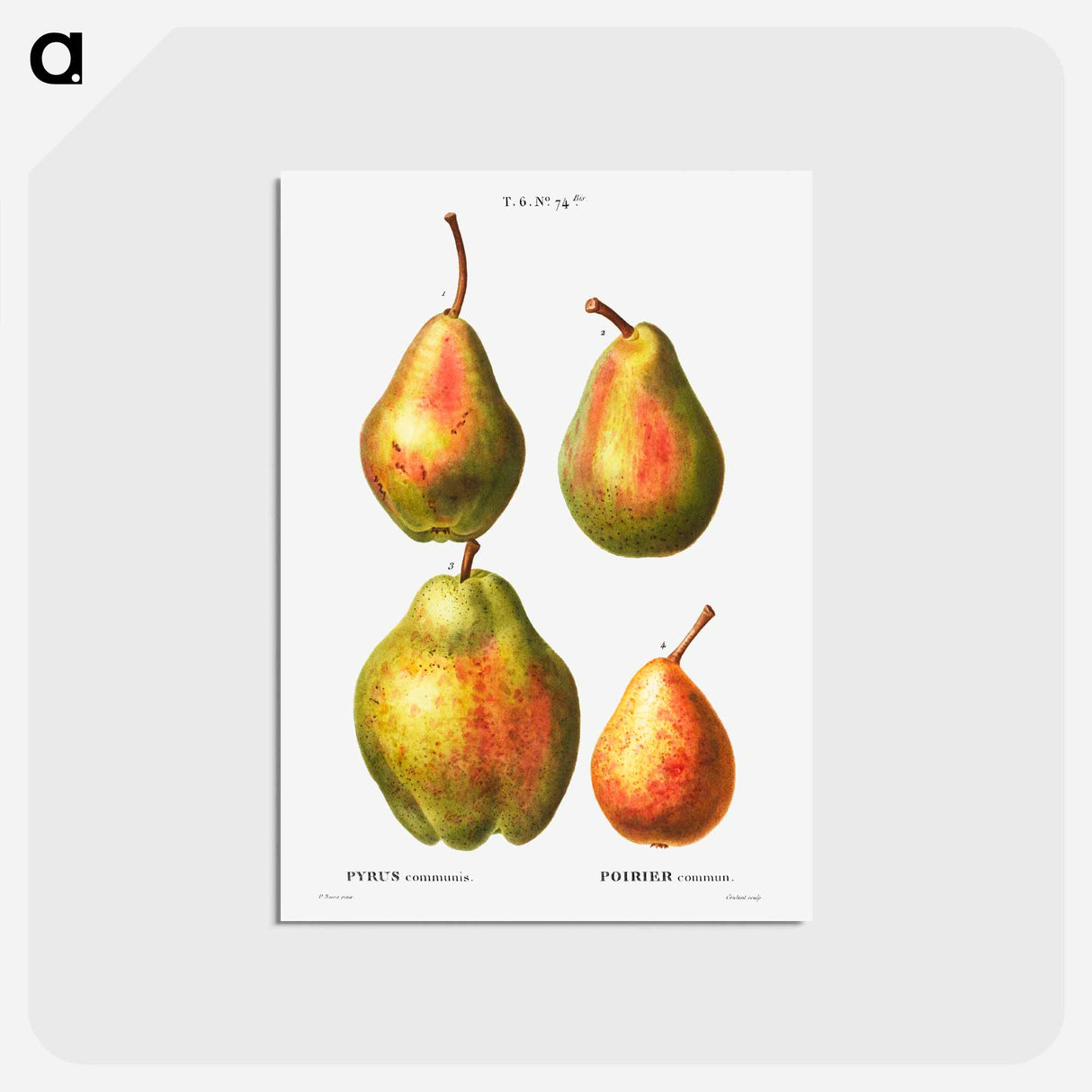 アートポストカード-4 more varities of pears - ピエール ジョゼフ ルドゥーテ Postcard.