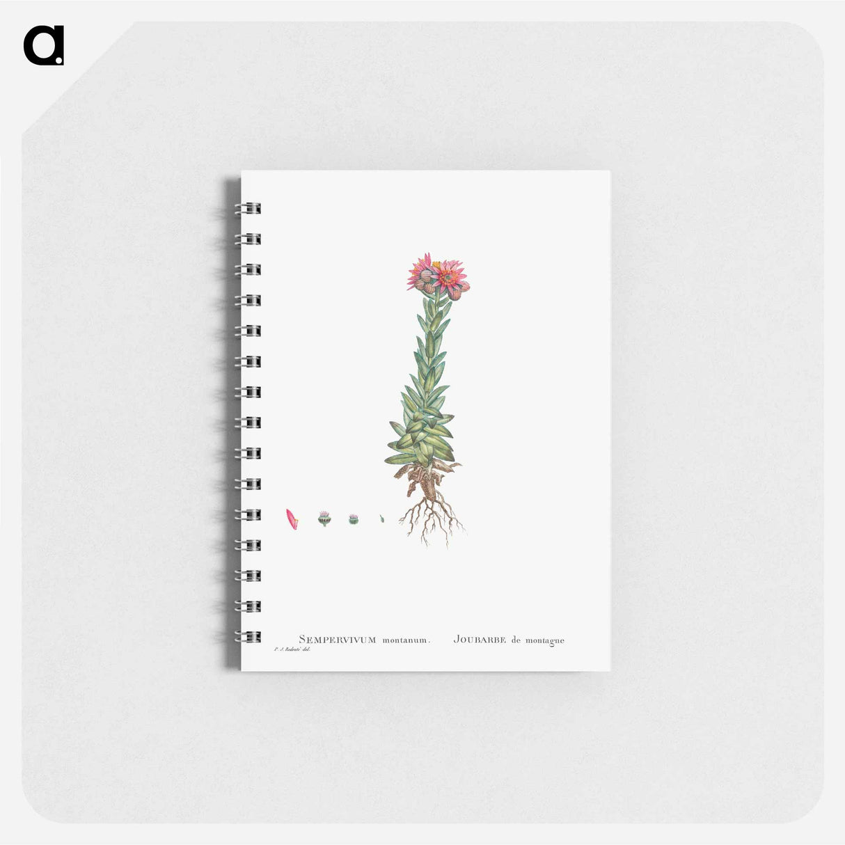 アートメモ帳-Sempervivum Montanum (Mountain ouseleek) - ピエール ジョゼフ ルドゥーテ Memo.
